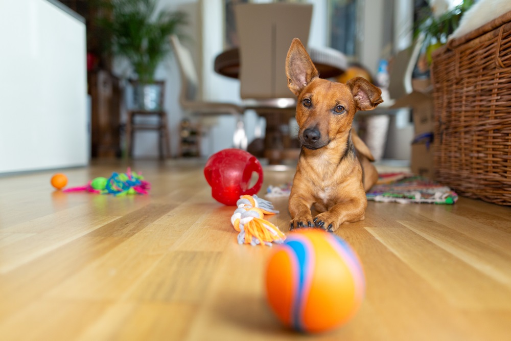 How to Buy a Dog Toy for Your Dog in 2022?