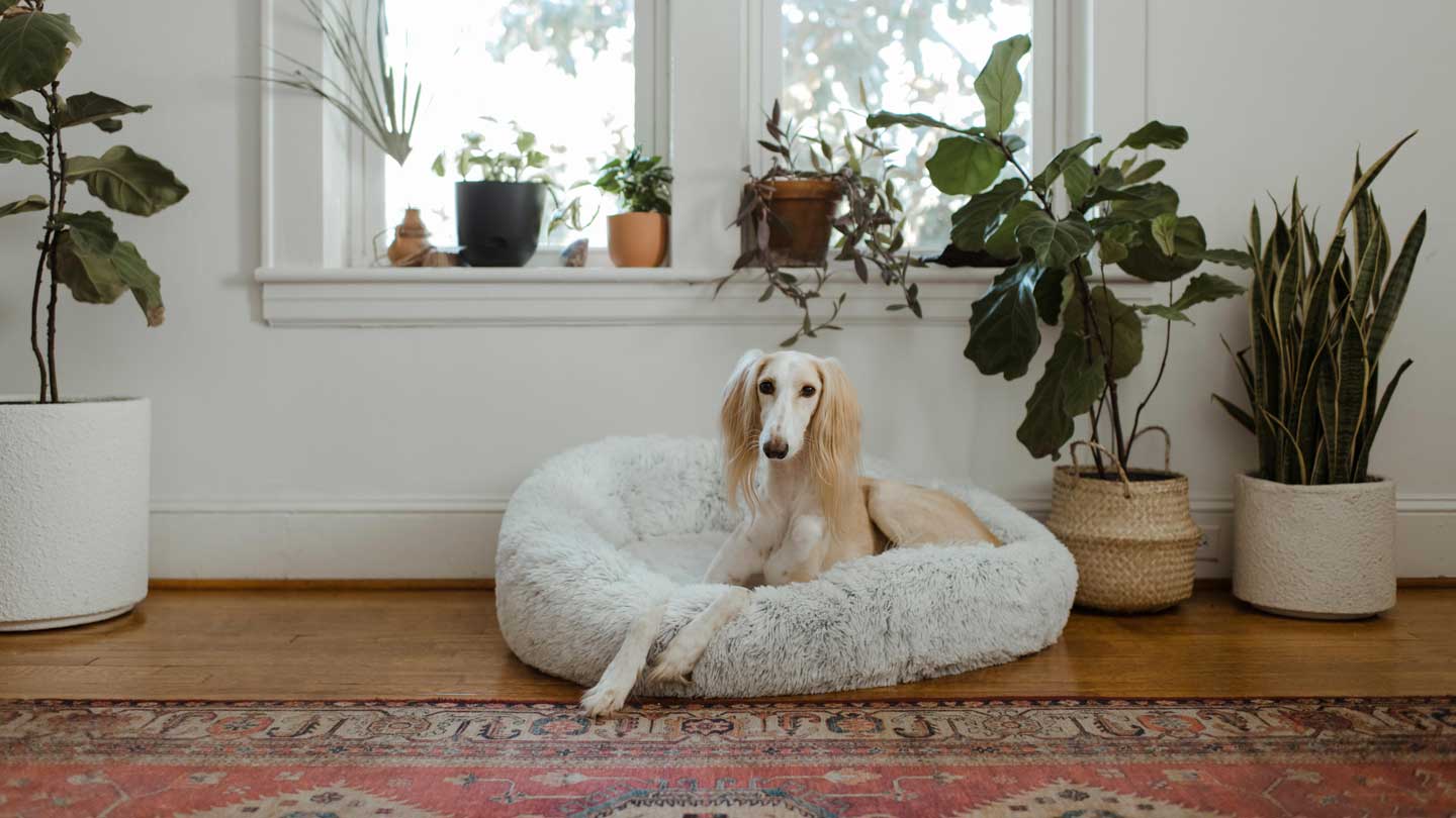 Some of the Best Cooling Dog Beds for Hot Dogs, Puppies, and Other Pets